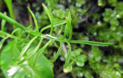 Cardamine polemonioides