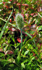 Alopecurus magellanicus