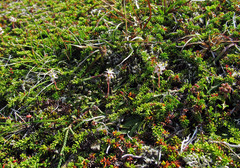 Bryanthus gmelinii