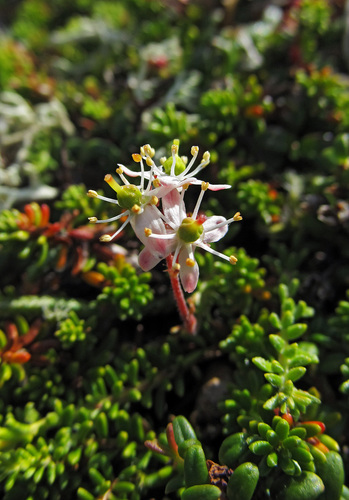 Bryanthus gmelinii iNat (2)