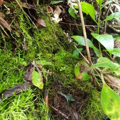 Cranichis wageneri