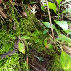 Cranichis wageneri