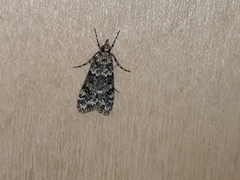 Eudonia lineola