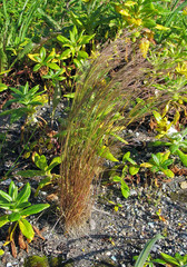 Agrostis clavata