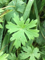 Geranium palustre