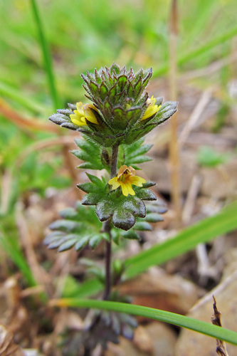 Euphrasia mollis iNat (2)