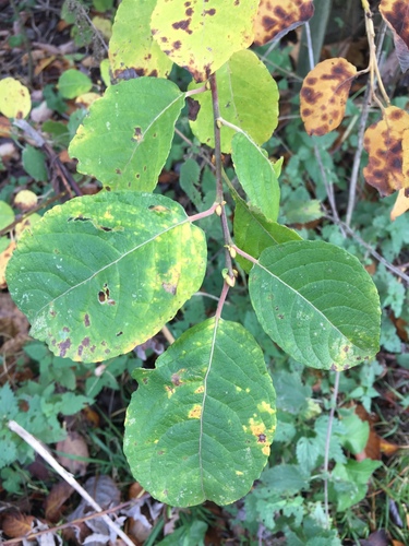 Paprastoji blindė nuotrauka