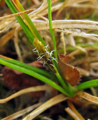 Carex anthoxanthea