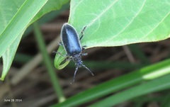 Cerogria janthinipennis