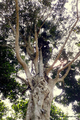 Ficus
