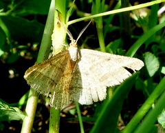 Isturgia arenacearia