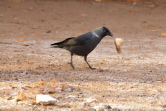 Corvus monedula