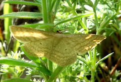 Scopula virgulata