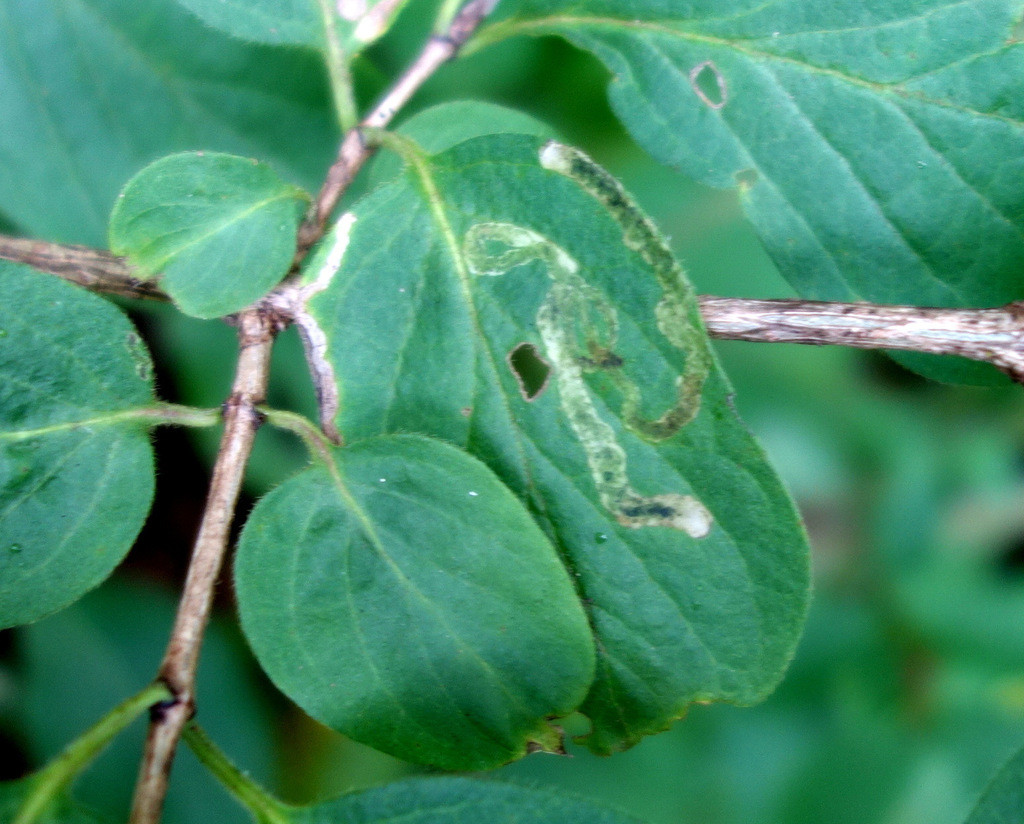 Stigmella lonicerarum