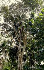 Ficus