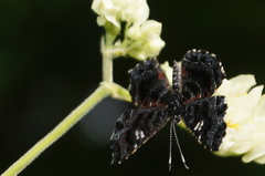 Calydna venusta venusta