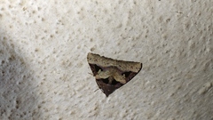 Avatha bubo