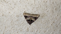 Avatha bubo