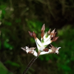 Cranichis wageneri