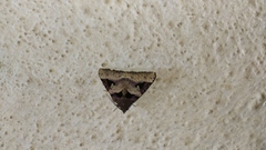 Avatha bubo
