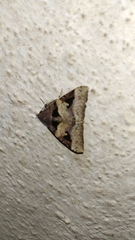 Avatha bubo