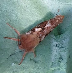 Korscheltellus fusconebulosa