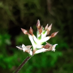 Cranichis wageneri