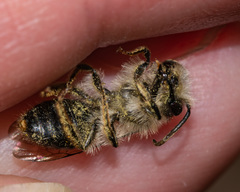 Andrena nivalis