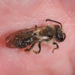 Andrena nivalis