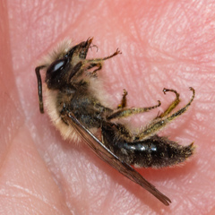 Andrena nivalis