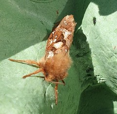 Korscheltellus fusconebulosa