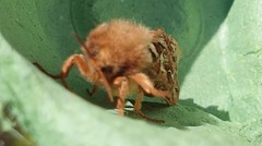 Korscheltellus fusconebulosa