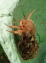 Korscheltellus fusconebulosa