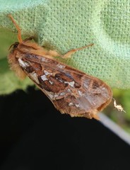 Korscheltellus fusconebulosa