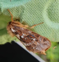 Korscheltellus fusconebulosa