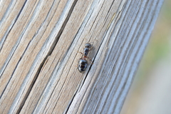 Crematogaster cerasi