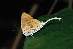 Bindahara phocides