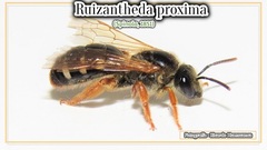 Ruizantheda proxima