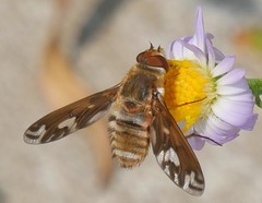 Poecilanthrax willistonii