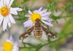 Poecilanthrax willistonii