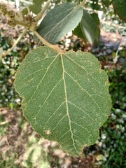 Croton magdalenensis