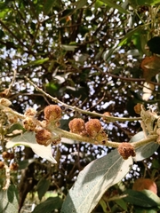 Croton magdalenensis