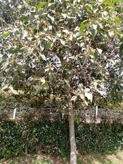 Croton magdalenensis