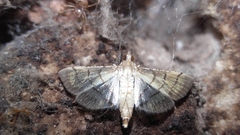 Cnaphalocrocis trebiusalis