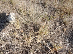 Panicum hallii