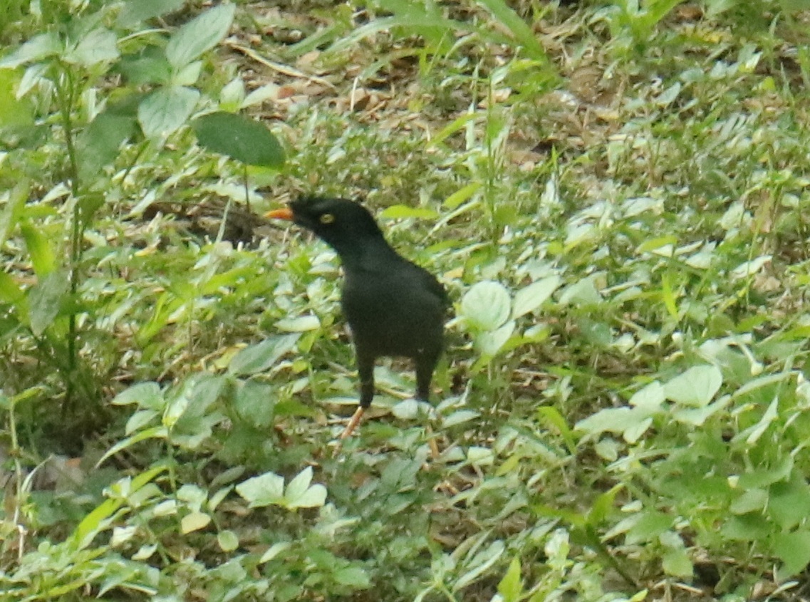 Jungle Myna