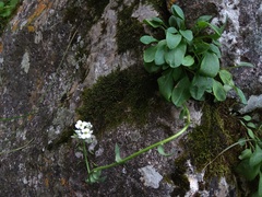 Noccaea cochleariformis