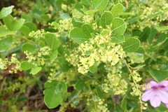 Searsia laevigata