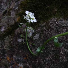 Noccaea cochleariformis