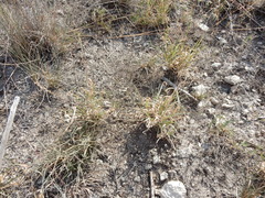 Panicum hallii